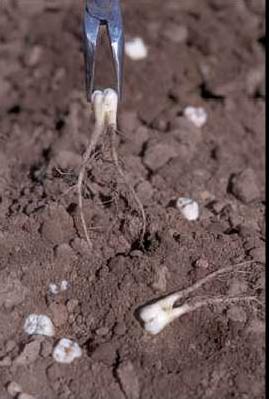 trucage insolite dent racine terre legume