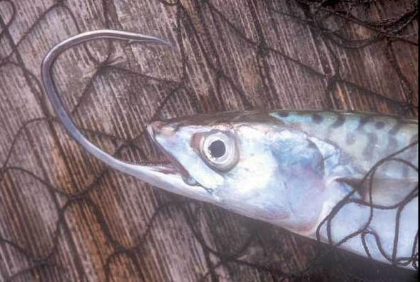 trucage insolite poisson hamecon