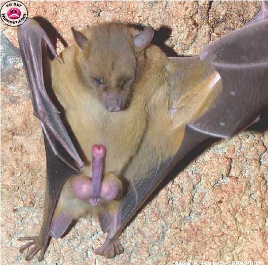 chauve souris rocco siffredi