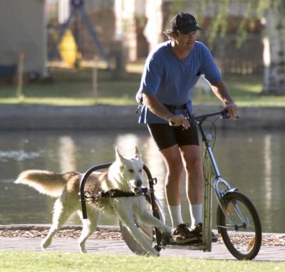 "images insolite trotinette pour chien balader promenade  maitre"
