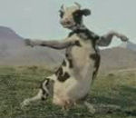 vache Matrix Cow