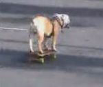 chien bouledogue Tyson le chien skateur