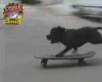 chien labrador Skate Dog