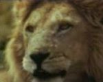 savane lion assommer Pub Canal+ (Lion et gazelle)
