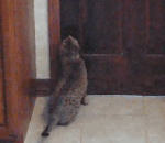 ouverture Un chat ouvre une porte