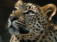 attaque animal homme Ne pas énerver un léopard