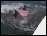 sang Requins vs Poisson