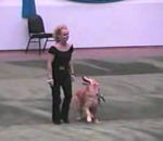 chien dressage concours Chien Danseur
