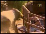 colere elephant barriere Eléphant en colère