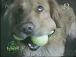 chien balle tennis Chien ramasseur de balles