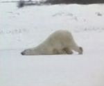 ours blanc polaire Le lundi au boulot