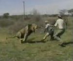 attaque chasseur lion Chasse au lion