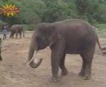 elephant Elephant Footballeur