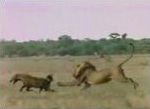 animal sauvage lion Lions vs Hyènes