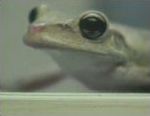 grenouille fille Pub Malabar (Grenouille)
