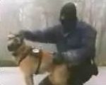 chien attaque Chien Policier