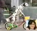 japon tele Un chien fait du vélo