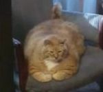 gros chat emission Le plus gros chat du monde