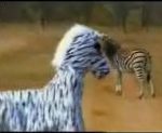 sauvage lionne afrique Zebre vs Lion (WildBoyz)