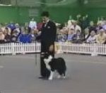 danseur chien Concours de maître chien