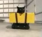 robot chat Elvis le robot chat