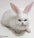 oreille Chat Lapin