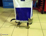animal sac plastique Pour transporter son chat
