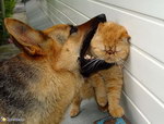 chien gueule Chien vs Chat