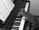 animal Chat musicien