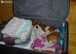 valise Le chien part en vacances