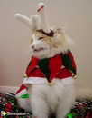 pere chat Le renne du Père Noël (Chat)
