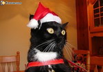 pere noel bonnet Le chat du Père Noël