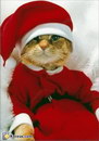 noel christmas Le chat du Père Noël