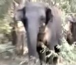 portiere dangereux Un éléphant attaque une voiture