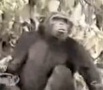 attaque eau chimpanze L'île aux chimpanzés
