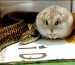 tokyo zoo Serpent et hamster, amis pour la vie