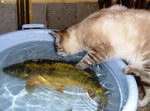 chat Chat pêcheur