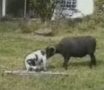 chevre attaque Chien vs Chèvre
