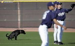 baseball chien Besoins