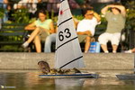 canard animal Balade à bateau