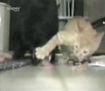 chat patte nourriture Chat égoïste