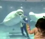 baleine visiteurs Un béluga fait des bulles