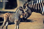 bebe animal zebre Le zèbre
