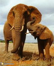 bebe animal L'éléphant