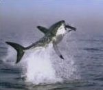 saut Un requin blanc attaque une otarie