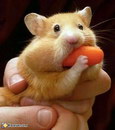 hamster bajoues Poil de carotte