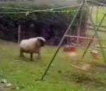 tete Un mouton fait de la balançoire