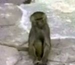 peur sursaut singe Un singe se regarde dans le miroir