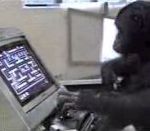 jeu-video pacman singe Un singe joue à Pacman