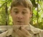 steve irwin chasseur Steve Irwin le bétisier